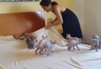 Making a Bed With 9 Excited Sphynx Kittens Is Almost Impossible Mission