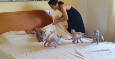 Making a Bed With 9 Excited Sphynx Kittens Is Almost Impossible Mission