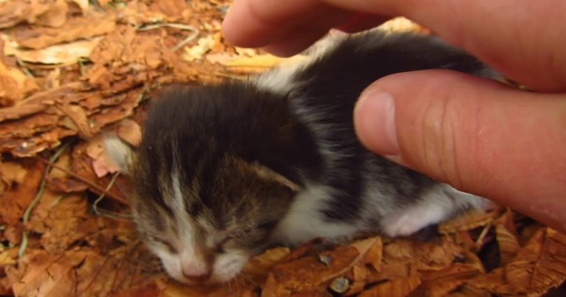 Man Feeding Stray Cats Gets The Cutest Surprise Ever!