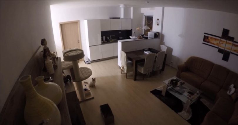 Security Camera Shows What Cat Does When She Is Alone At Home