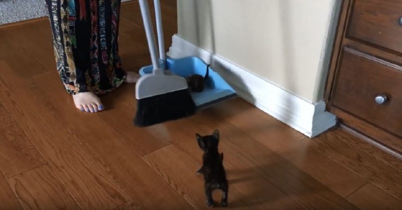 She Had To Clean Her Home, Because It Was “Infested With Kitten”… Too Cute For Words