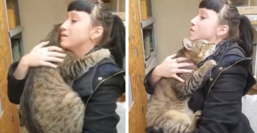 Shelter Cat That Loves To Be Held In Hands Finds Forever Home