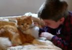 Touching Moment When Boy Is Finally Gets With His Missing 11-Year-Old Kitty