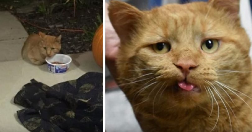 10-Year-Old Kitty Appeared At The Front Door, Hiding His Paws Until This Woman Offered Him Help final