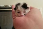 2-Day-Old Kitten Was Found Stuck Underneath Log By Dog Who Didn`t Stop Barking Until They Rescued The Kitten
