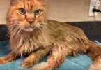 20-Year-Old Cat Is Finally Adopted And Now He Can`t Stop Purring