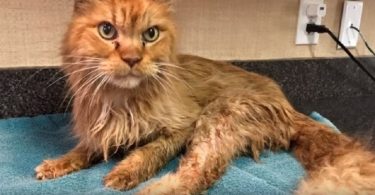 20-Year-Old Cat Is Finally Adopted And Now He Can`t Stop Purring