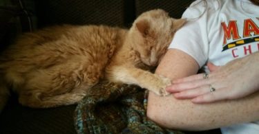 21-Year-Old Cat Waiting To Be Euthanized, Is Rescued By Kind Couple In Last Moment