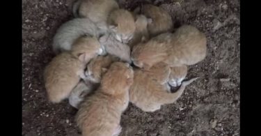 8 Orphaned Starving Kittens Found Cuddling Each Other For Warmth Are Finally Rescued