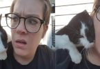Abandoned Kitty Jumped On Woman`s Shoulder Asking For Cuddle Asking Her To Be Her Mom