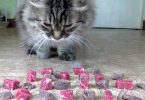 Boiled Or Raw Beef Meat What Does The Cat Like To Eat