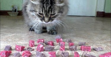 Boiled Or Raw Beef Meat What Does The Cat Like To Eat