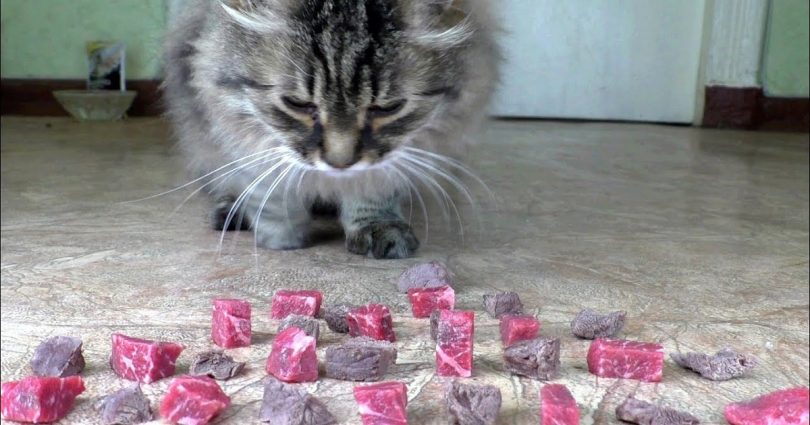 Boiled Or Raw Beef Meat What Does The Cat Like To Eat