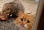 Cat Catches Possum Eating Her Food, And Her Reaction Is Hilarious