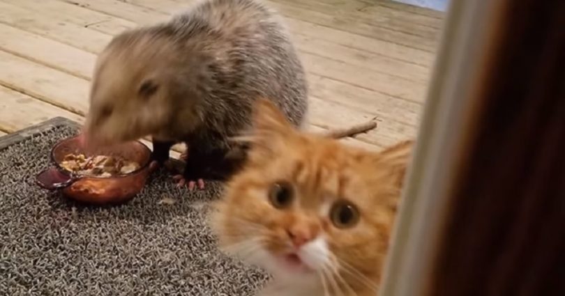 Cat Catches Possum Eating Her Food, And Her Reaction Is Hilarious