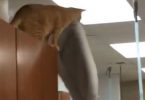 Cat Sitting On The Top Of Cabinet, Jumped And Landed On The Table In The Most Perfect Way