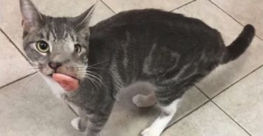 Cat With Huge Tumor Was Ignored By People, But After The Surgery She Is Smiling Again