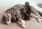 Devastated Mom Cat Who Lost Her 3 Kittens Began Nursing 3 Abandoned Orphaned Kittens