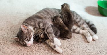 Devastated Mom Cat Who Lost Her 3 Kittens Began Nursing 3 Abandoned Orphaned Kittens