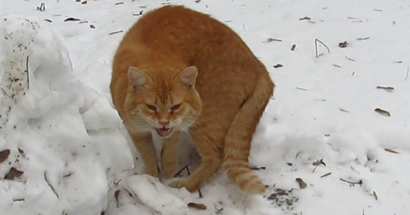 Elderly Ginger Cat Starving For Some Time, Finally Gets Food