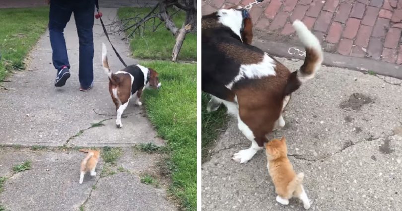 Family Was Walking Their Dog Outside, When One Stray Kitten Started Following Them…