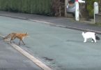 Fox Approaches Family Cat, And While Every Thought They Will Start To Fight…Fox Approaches Family Cat, And While Every Thought They Will Start To Fight…