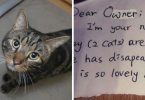 Heartbroken After One Of His Cats Passed Away, This Man A Week Later Found A Mysterious Note On His Other Cat’s Collar!