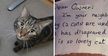 Heartbroken After One Of His Cats Passed Away, This Man A Week Later Found A Mysterious Note On His Other Cat’s Collar!