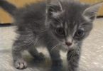 Kitten Was Rescued After She Suffered A Head Injury From Accident