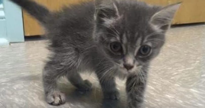 Kitten Was Rescued After She Suffered A Head Injury From Accident