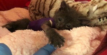 Kitten With Special Needs Didn`t Give Up Despite Her Deformity 12