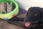 Little Kittens Found Abandoned On The Roadside Have A Special Foster Dog Daddy