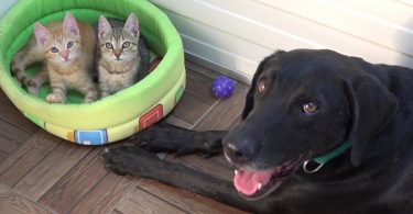 Little Kittens Found Abandoned On The Roadside Have A Special Foster Dog Daddy