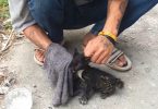Man Found Kitten In Bad Condition, Unable To Walk And Meowing For Help