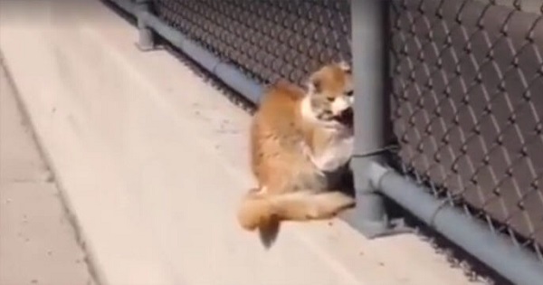 Man Was Driving Back Home When He Spotted A Cat Stuck In The Fence