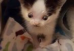 No One Wanted To Adopt This Kitten Because It Was Not Like Other Kittens…