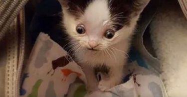 No One Wanted To Adopt This Kitten Because It Was Not Like Other Kittens…