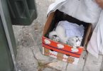 Orphaned Kittens Abandoned In Box Next To a Trash Can