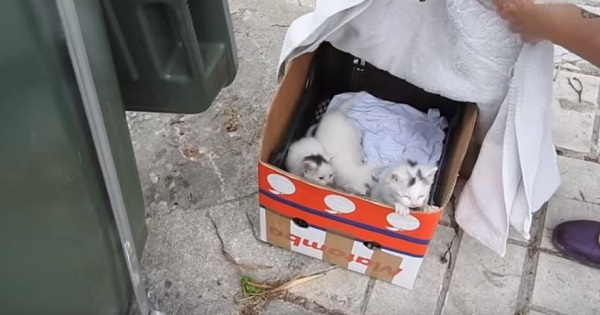 Orphaned Kittens Abandoned In Box Next To a Trash Can