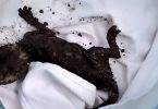 Orphaned Newborn Kittens Trapped In Exhaust Duct And Covered In Dirt Are Finally Rescued