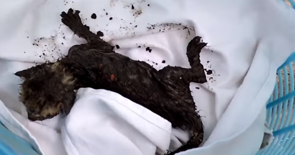Orphaned Newborn Kittens Trapped In Exhaust Duct And Covered In Dirt Are Finally Rescued