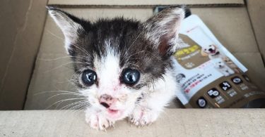 Orphaned Tiny Kitten Hobbles Up to a Couple Begging for Love...