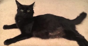 Owners Moved And Abandoned Their Kitty, But When Rescuers Came They Noticed Her Big Belly