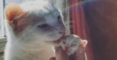 Rescue Cat Fostering And Caring For Orphaned Kittens