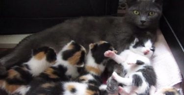 Rescue Feral Cat Gave Birth To 8 Kittens All With Unique Fur Patterns