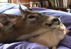 Rescued Baby Deer Has So Much Love To Give To The Cat