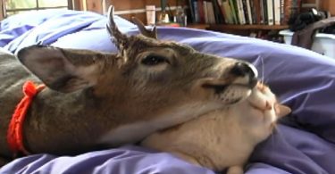 Rescued Baby Deer Has So Much Love To Give To The Cat