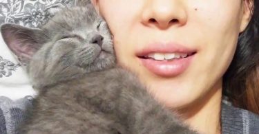 Runt Kitten Can`t Stop Cuddling With His Human Mommy, And Comforts Her When She's Not Feeling Good
