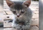 Sad Kitten With Special Paws Wandered in Woman`s Yard, Begging For Help