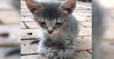 Sad Kitten With Special Paws Wandered in Woman`s Yard, Begging For Help